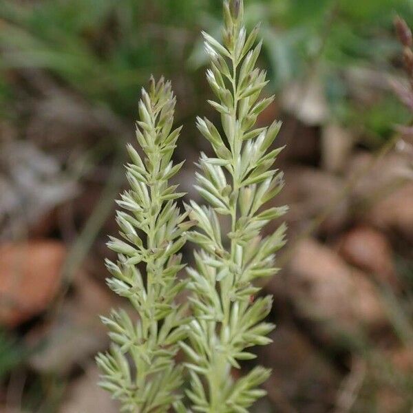 Koeleria macrantha Flower