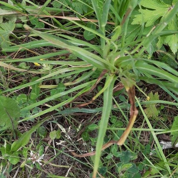 Tragopogon pratensis Folha