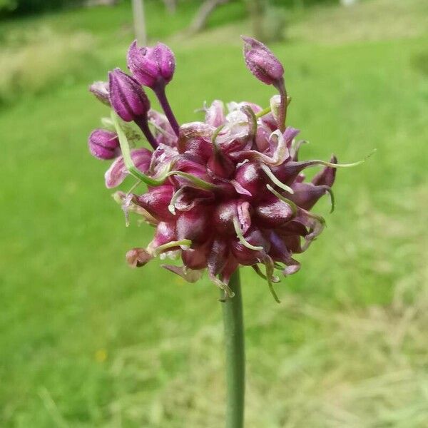 Allium scorodoprasum Flower