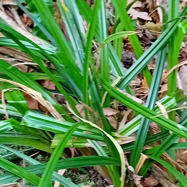 Carex sylvatica 叶