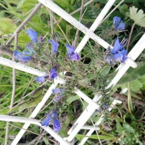 Echium vulgare Flower