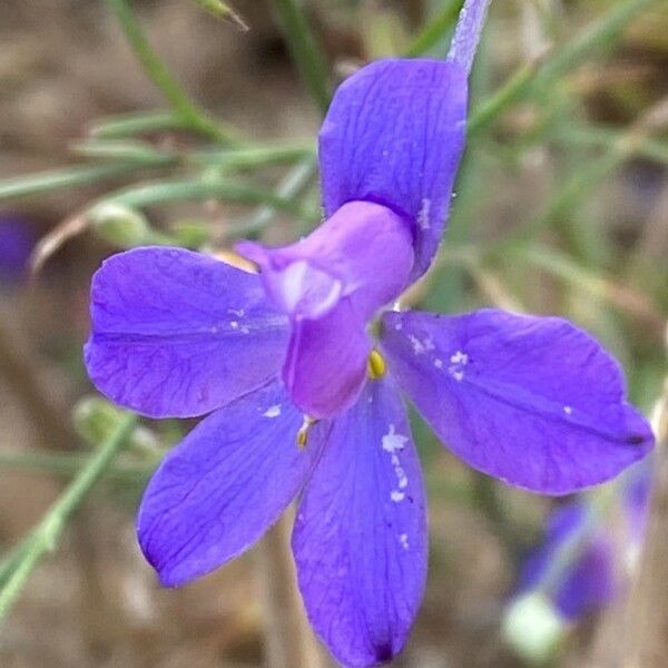 Delphinium consolida Blomst