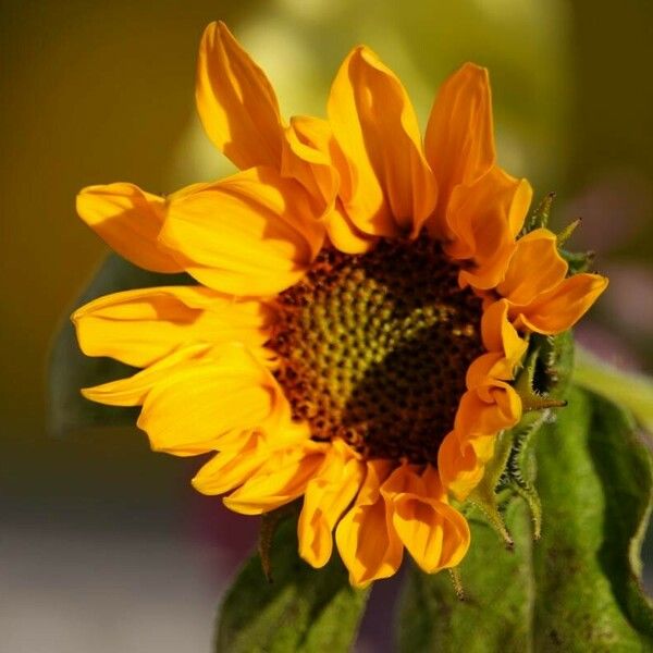 Helianthus maximiliani Blomst