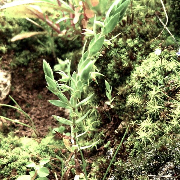 Lysimachia linum-stellatum Habit