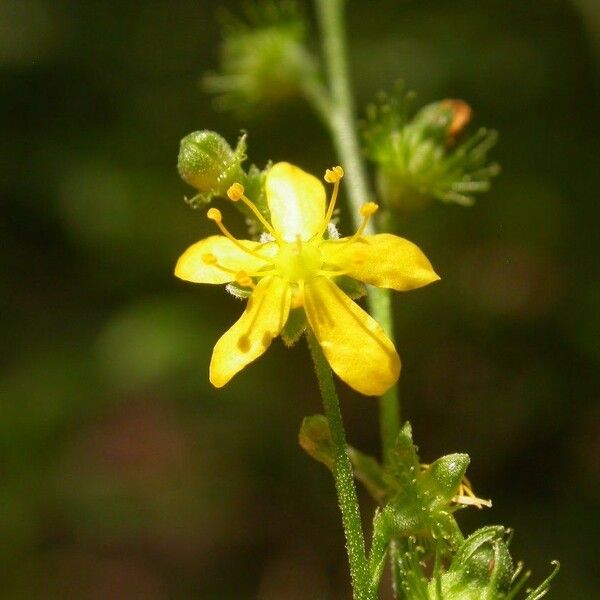 Agrimonia rostellata Flower