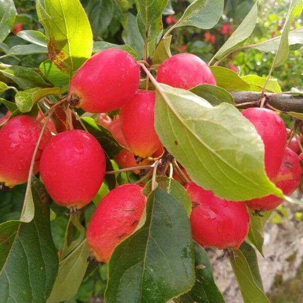 Malus domestica ഫലം