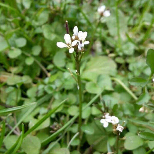 Cardamine parviflora Цветок