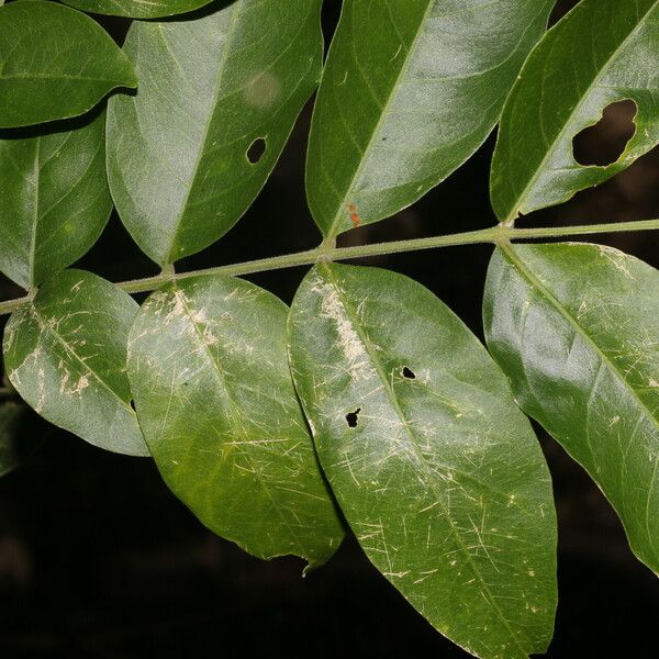 Sapindus saponaria Folha