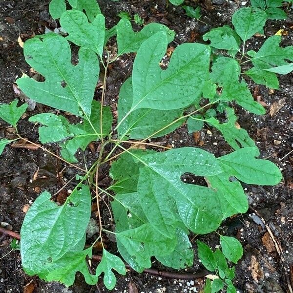 Sassafras albidum পাতা