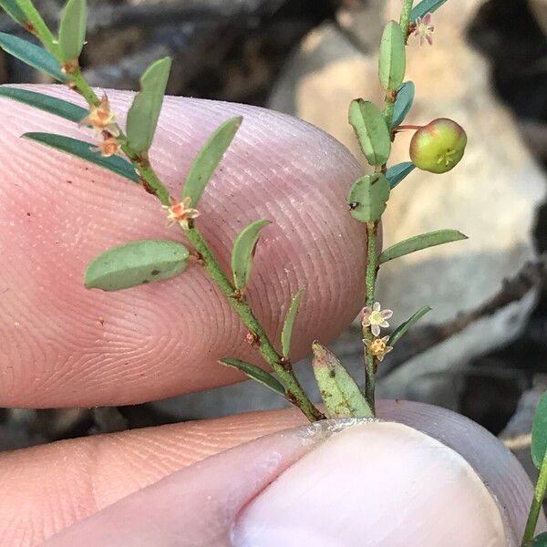 Phyllanthus virgatus Vivejo