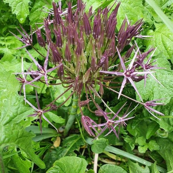 Allium cristophii Квітка