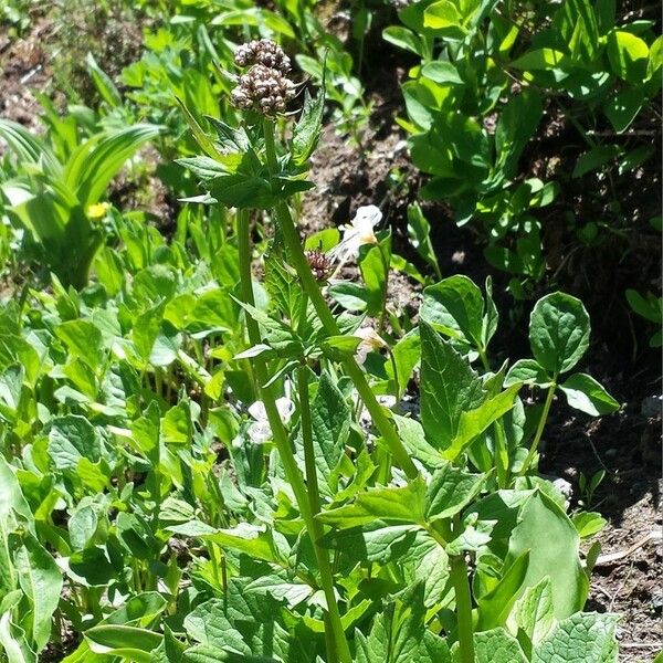 Valeriana sitchensis Lapas