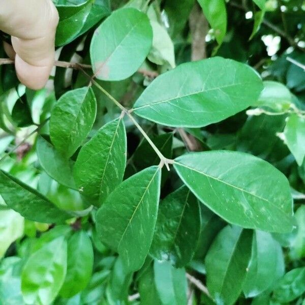 Citharexylum spinosum 葉