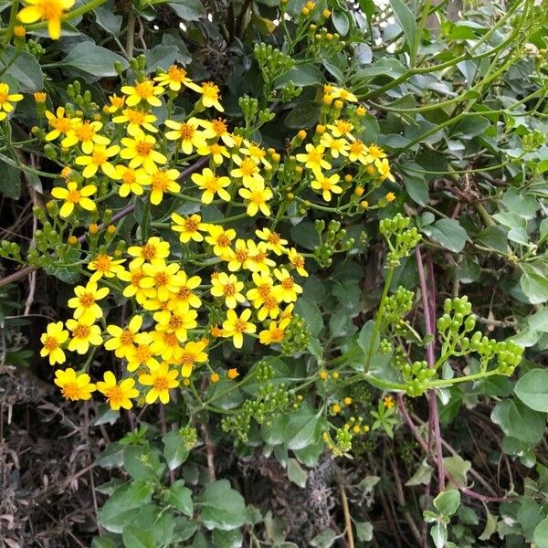 Senecio angulatus പുഷ്പം