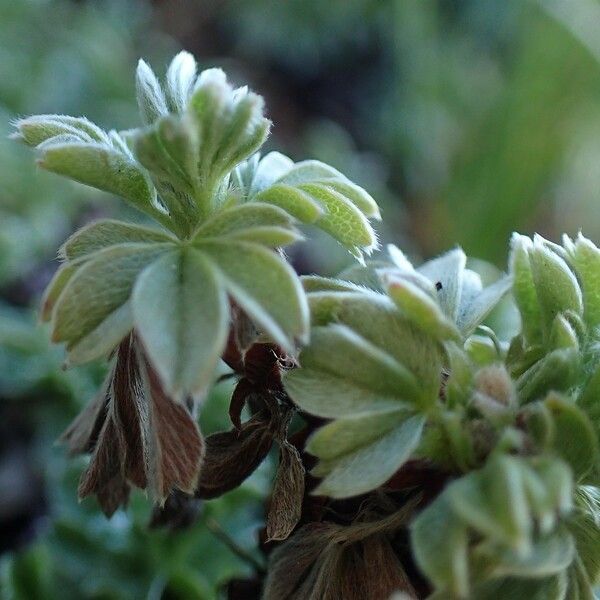 Potentilla nitida Plante entière