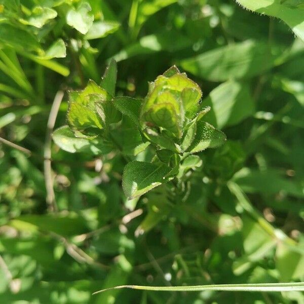 Blechum pyramidatum পাতা