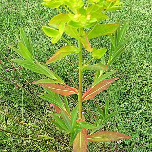 Euphorbia palustris Folla