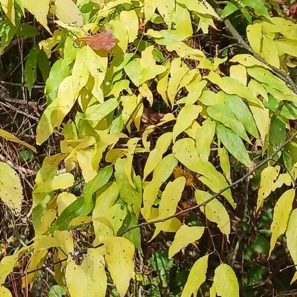 Celtis laevigata Fulla