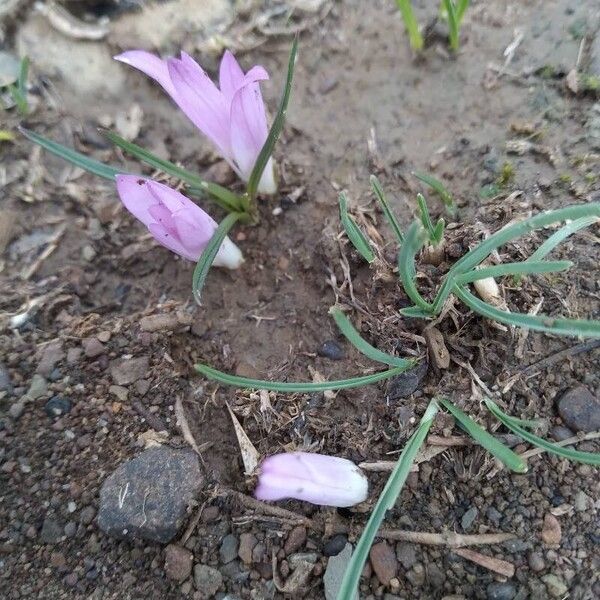 Colchicum filifolium Õis