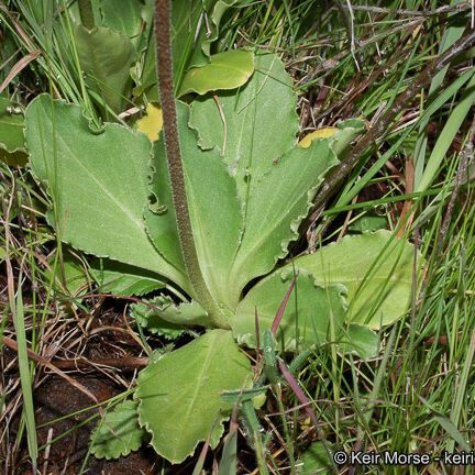 Primula clevelandii Pokrój