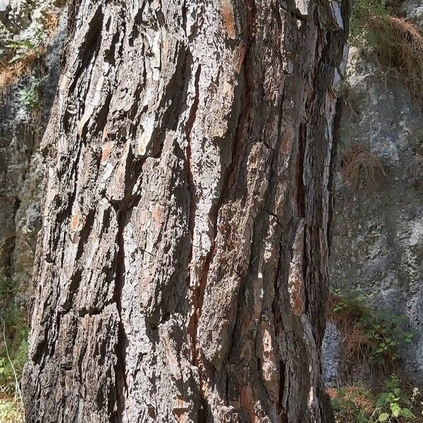 Pinus brutia Bark