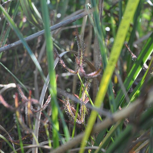 Drosera binata পাতা