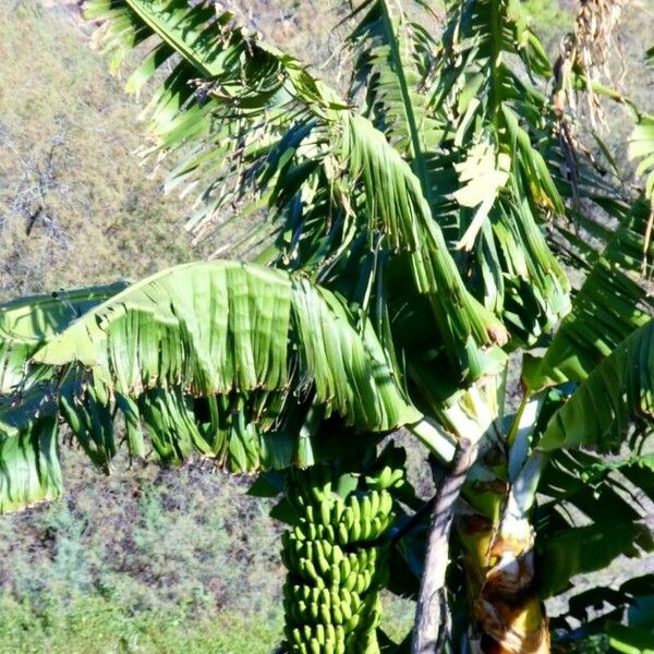 Musa × paradisiaca ᱥᱟᱠᱟᱢ