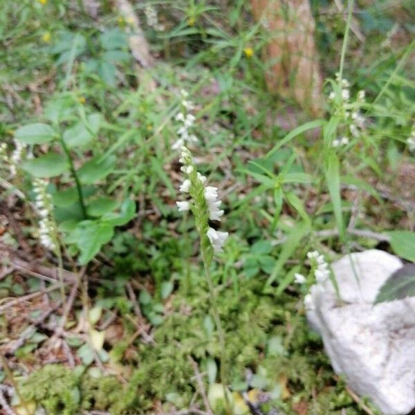 Goodyera repens ফুল