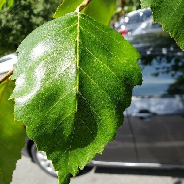 Betula nigra Folha