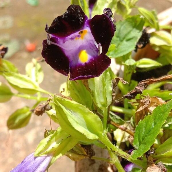 Torenia fournieri Flower