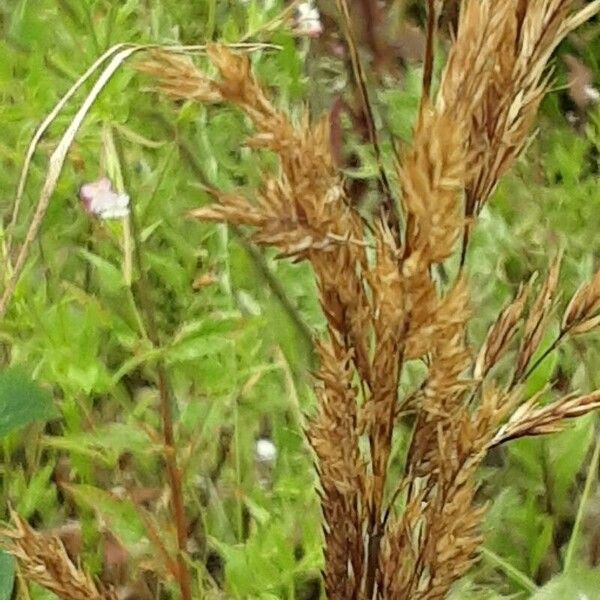 Calamagrostis epigejos Frucht