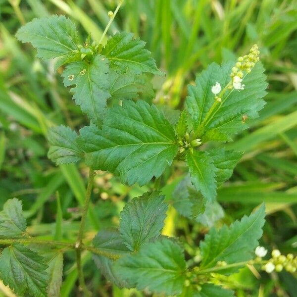 Croton hirtus Blatt