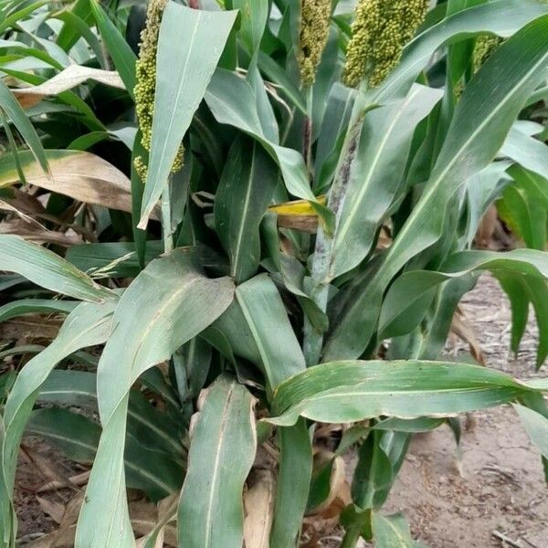 Sorghum bicolor Vivejo