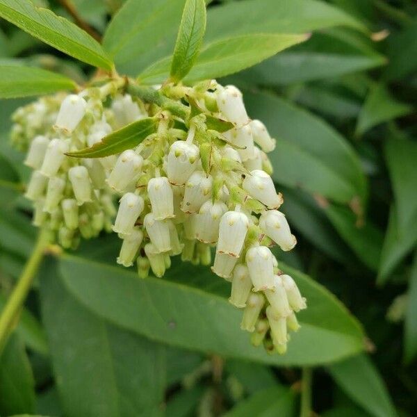 Leucothoe fontanesiana Кветка