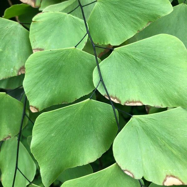 Adiantum peruvianum Bark