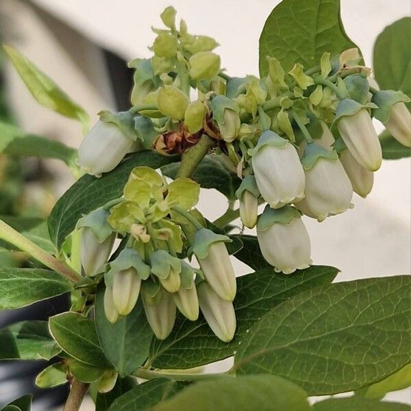 Vaccinium corymbosum Blüte