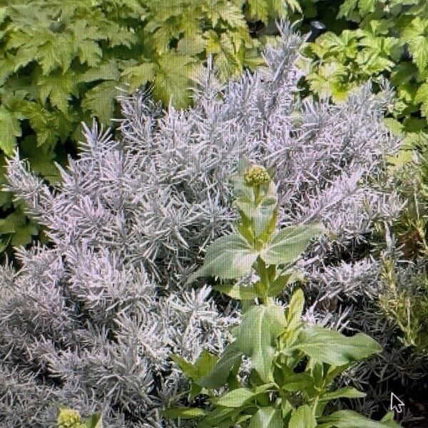 Centaurea cineraria Deilen