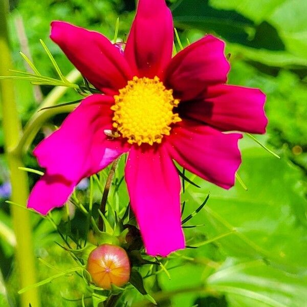 Cosmos bipinnatus Flower