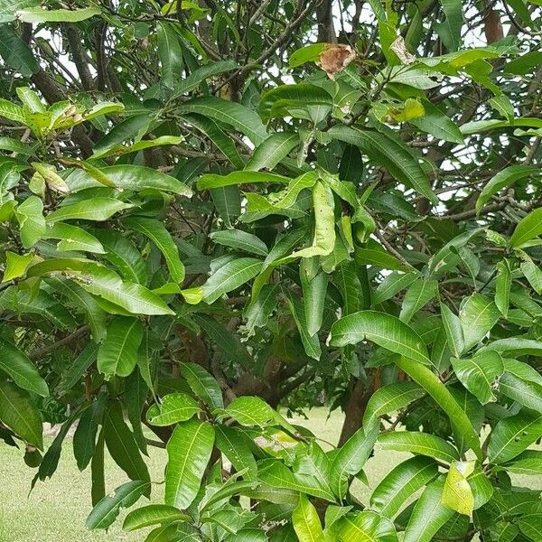 Mangifera indica Leaf