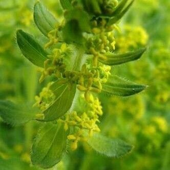 Cruciata laevipes Flower