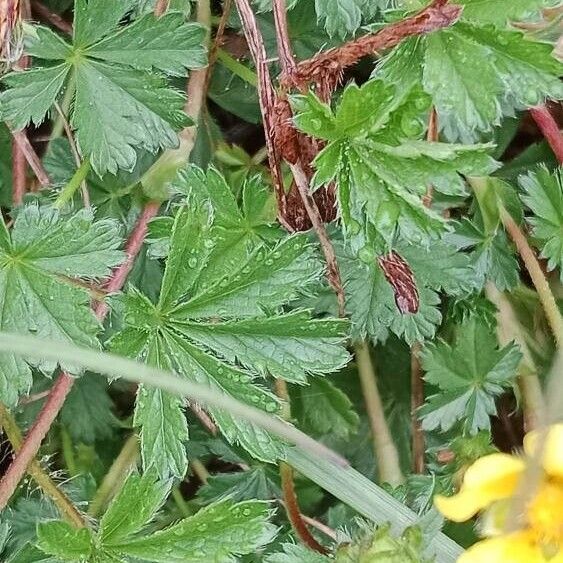 Potentilla verna ᱥᱟᱠᱟᱢ