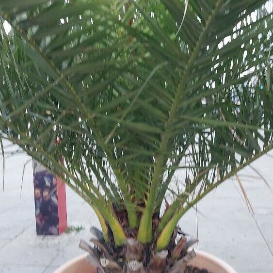 Phoenix canariensis Φύλλο