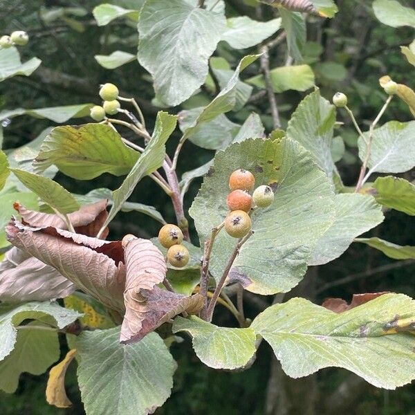 Sorbus aria 果実