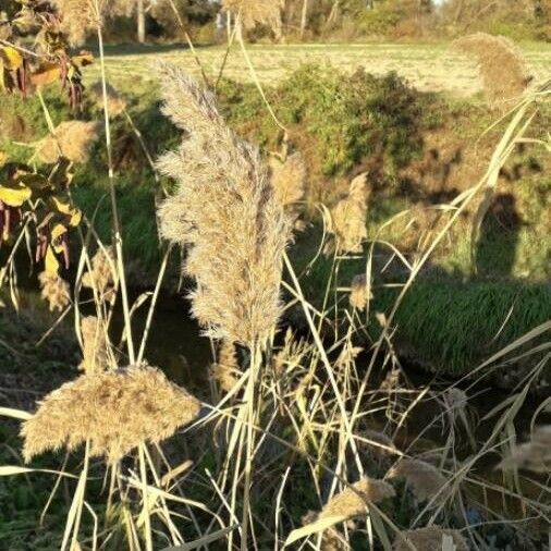 Phragmites australis Frucht