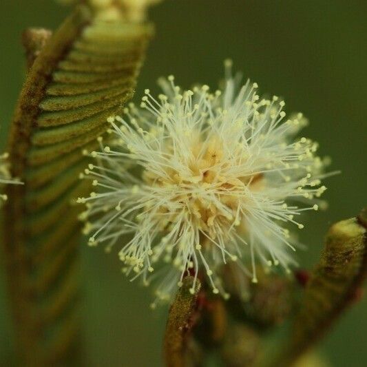 Acacia mearnsii Autre