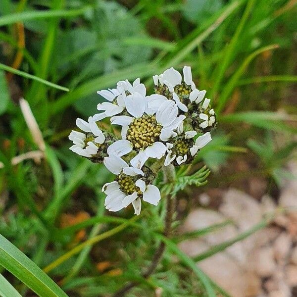 Achillea atrata Floro