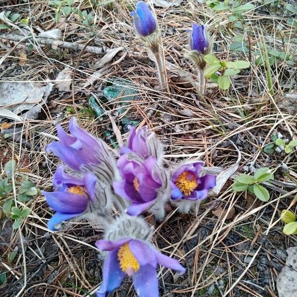 Pulsatilla patens फूल