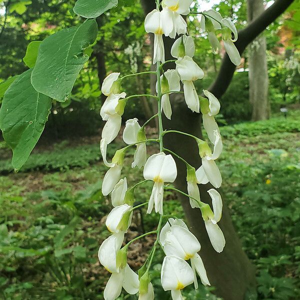 Cladrastis kentukea Blüte