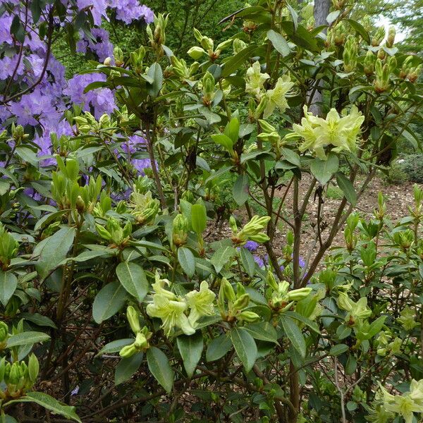 Rhododendron ambiguum Habit