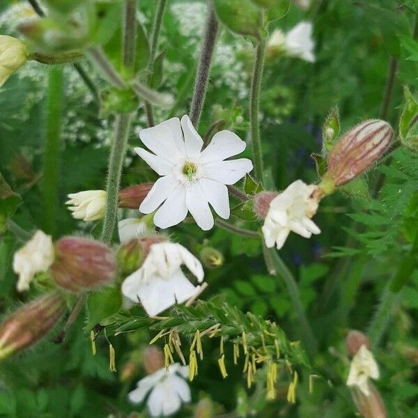 Silene latifolia Flor